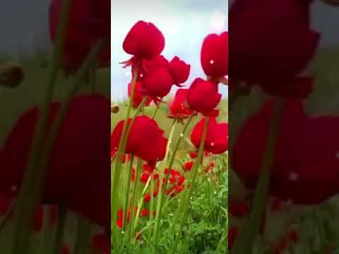 اريد ابكى على صدرك