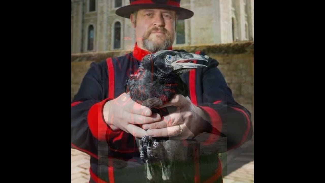 There are always ravens in the Tower of London?