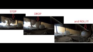 Celebrity DIY Superior Roll Away Nesting Boxes For Clean Eggs With Adjustable Angled Shelf Net Worth