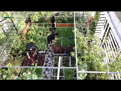 Video: Làm vườn trên sân thượng cho cư dân thành phố - Làm vườn biết cách