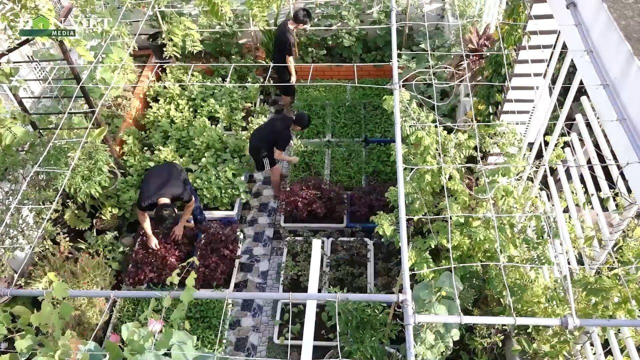 Khu vườn trên sân thượng 75m2, tốt như nông trại của ông bố đảm Hà Nội