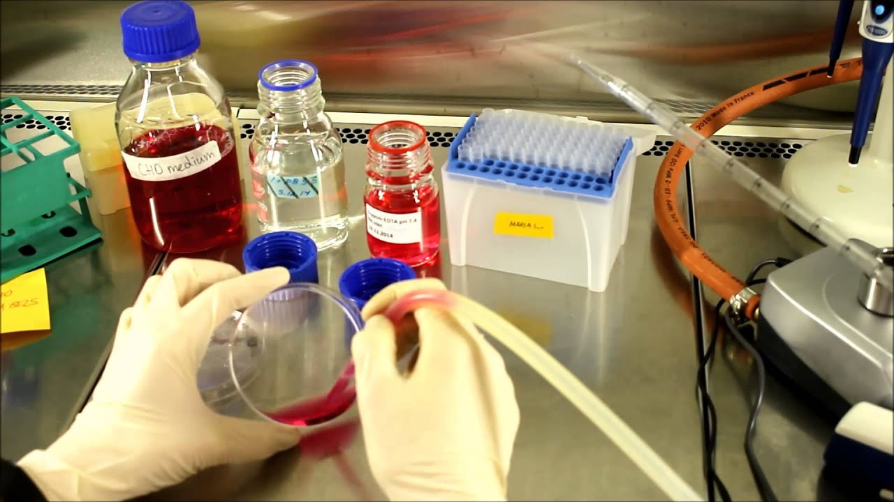 Bad practices in cell culture room YouTube