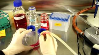 Bad practices in cell culture room
