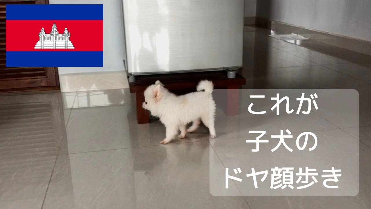 トイレを覚えたことで、ドヤ顔歩きをする子犬【仔ポメラニアン成長記】 YouTube