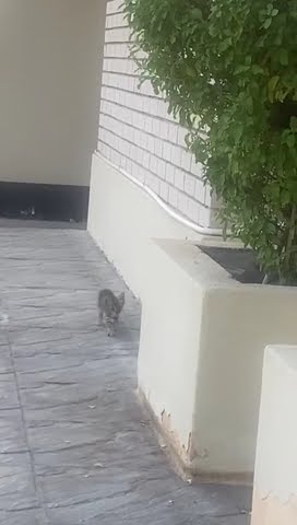 Hesitant kittu's first entry in our house - YouTube