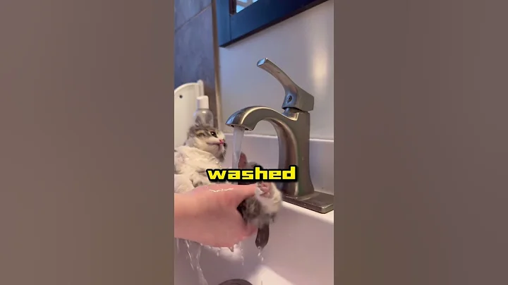 Video 3618831: kitten bath rescued, kitten dry, bath wash