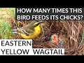 Bird Feeding Its Chicks In The Nest | Bird Behavior | Eastern Yellow Wagtail