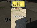 暑いから中入ろう！…全く動く気のない力丸を、動かすことばは… #柴犬 #柴犬のいる暮らし #柴犬の日常 #おさんぽ #力丸