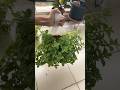 Propagating Baby Sun Rose/ Aptenia in a hanging planter. #babysunrose #plants #succulent #gardening
