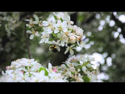 Video: Naumkeag Gardens Stockbridge Massachusetts - Turne me foto
