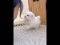 Cute puppy ❤️ #かわいい犬 #anjingcomel #สุนัขน่ารัก#cutedogph #chóđángyêu #anjinglucu #cachorrofofo