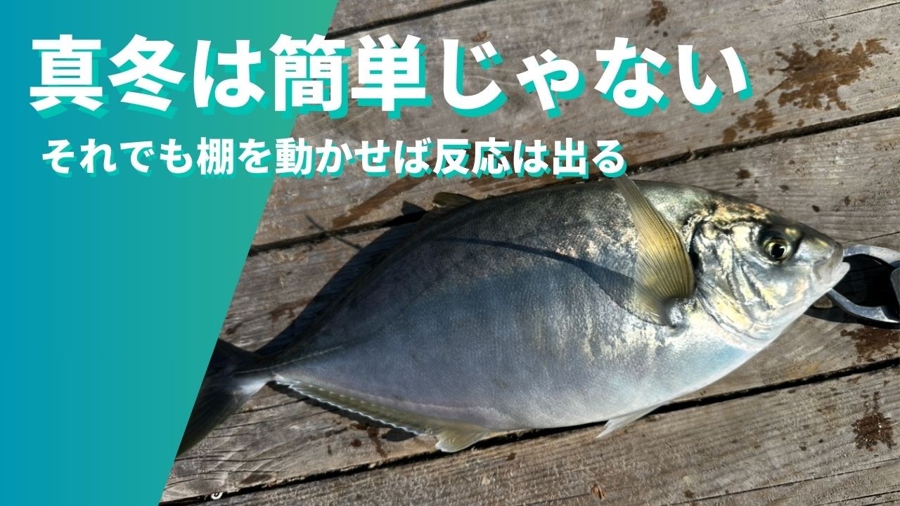 【海上釣堀】 真冬の低活性。エサと棚を動かして拾いました。 #伊勢志摩つりとも研究所 #iseken #辨屋 #海上釣堀 #fishing #pr #イセケン #フィッシングマックス #一撃イエロー