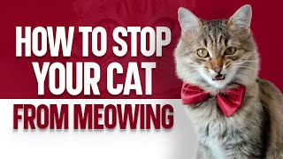 How to Stop Your Cat from Meowing by OurFitPets 14,347 views 1 year ago 3 minutes, 56 seconds