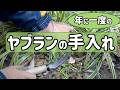 ヤブラン 新芽が出る前にノコギリ鎌を使って年に一度だけの手入れ(3月)