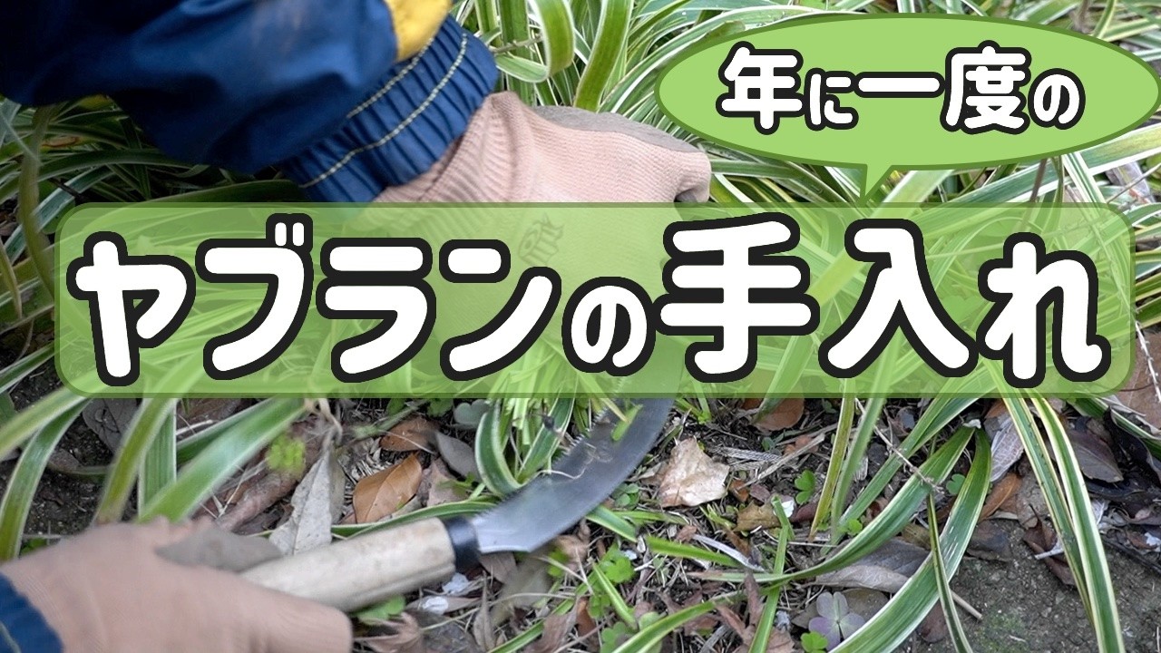 ヤブラン 新芽が出る前にノコギリ鎌を使って年に一度だけの手入れ（3月）