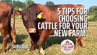 Tips for choosing cattle | Breeds | Characteristics
