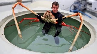 WORLD'S BIGGEST CRABS