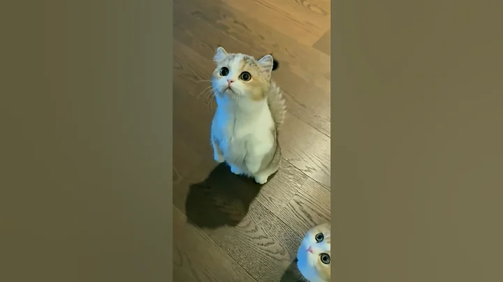 Video 11190701: cats cute pets compilation, cat kitten baby pets, animal cat pet kitten, cat lover pets cute, kitten cute cat eating, cat reaction compilation, funny cute cat reaction