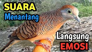 Ultimate Wild Nature | Masteran Perkutut Hutan Tropis Menenangkan
