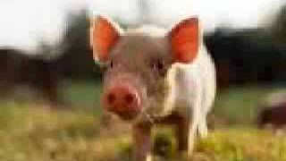 Learn Glosa #1: Animals screenshot 2