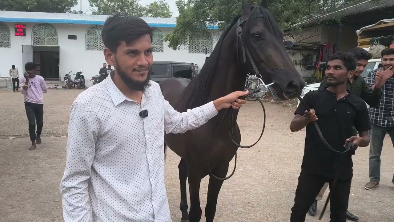 Marwadi horse show chawni bazar ka mahol ghoda gadi for sale.