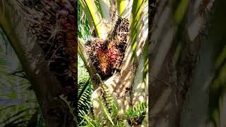 Super King IMJ is the best palm oil harvesting tool currently available