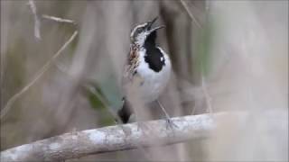 Tem-farinha-aí (Myrmorchilus strigilatus) / Stripe-backed Antbird Net Worth
