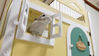 うさぎのぽぽちゃん新居のルームツアー＆視聴者さんからの贈り物開封の儀