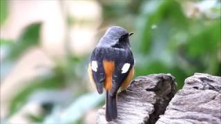 2016 鳥攝合集
