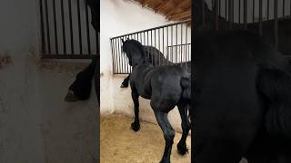 Friesians, mares and stallions. Ages between 2 years and 6 years. #friesian #horses #horselife