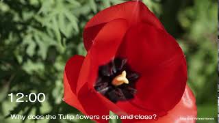 Tulipán Abriéndose Y Cerrándose