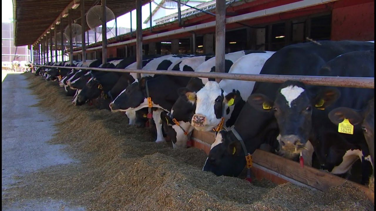 Udržateľné systémy chov dojníc na Slovensku - 2. časť