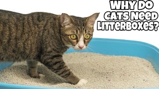 Why Do Cats Need Litterboxes? by Cats Love 42 views 3 months ago 3 minutes, 15 seconds