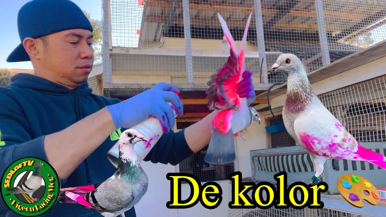 Gabay sa tamang pagkukulay sa ating mga warriors. E2 na ung request nyo mga KALAPATID’S