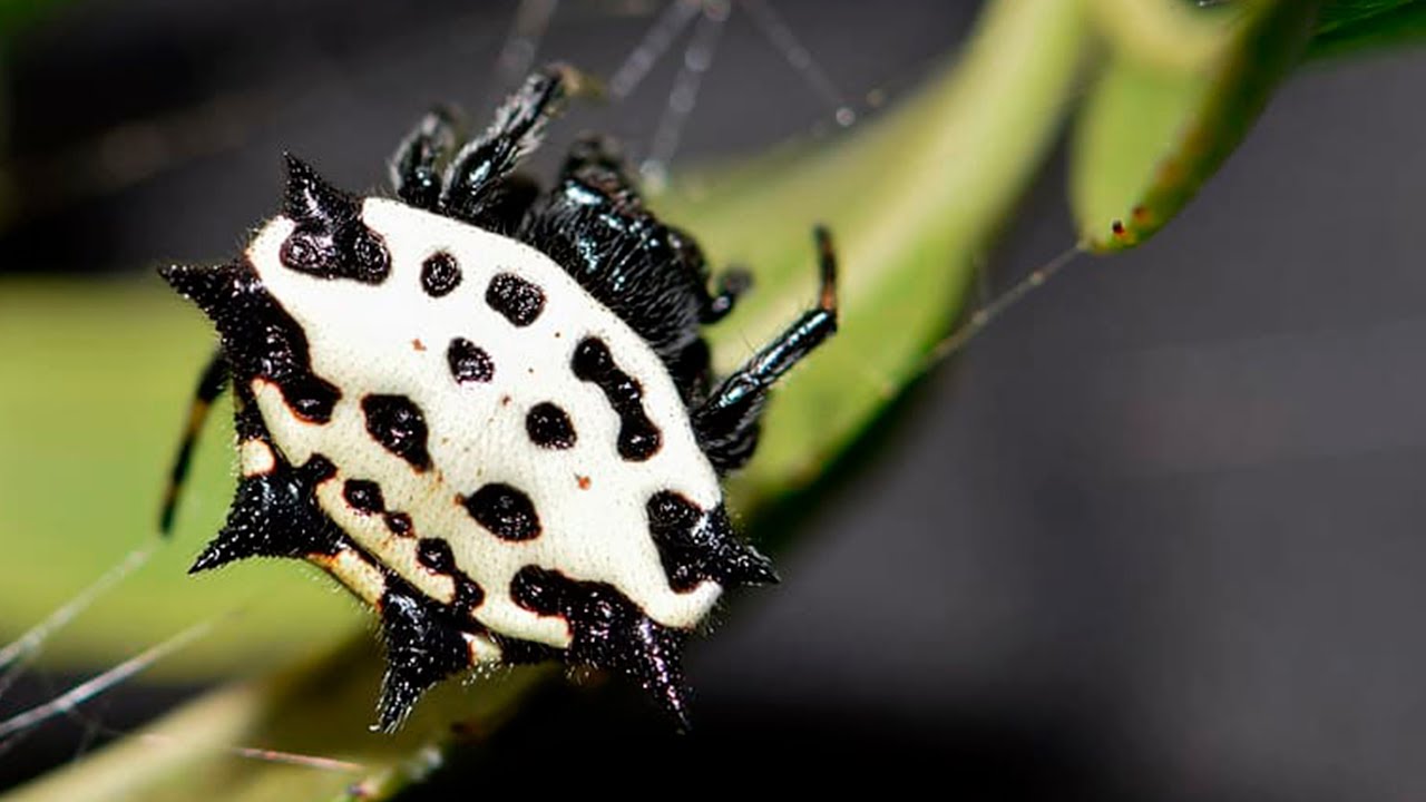 🕸 Araña Tejedora Espinosa: Un TEMILE e INOFENSIVO 🕷 ARÁCNIDO - Animales ...
