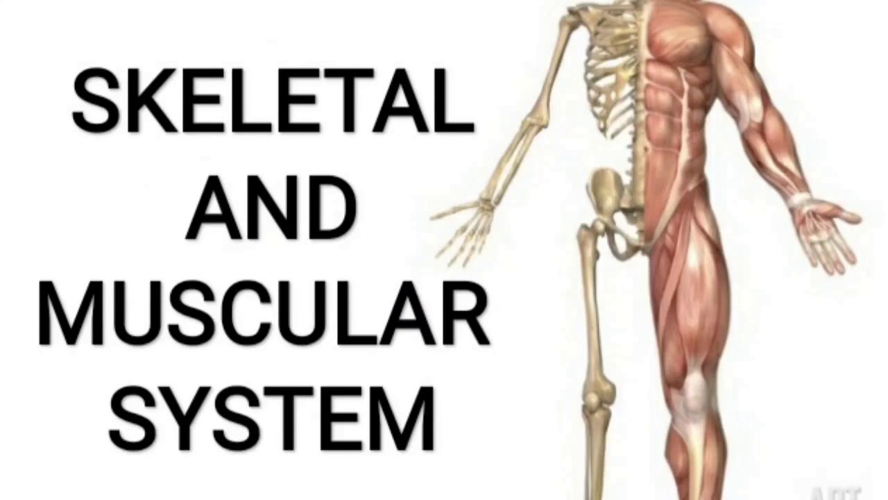 Skeletal And Muscular System Part 1 Youtube