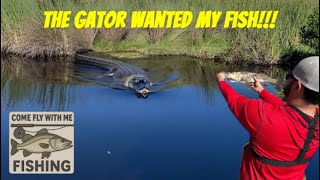 The Gator Almost Ate my Slot Snook!!!