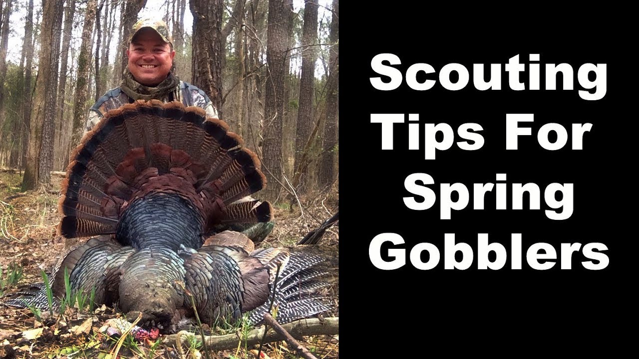 Turkey Hunting Scouting for Gobblers Turkey Hunting Tips Spring