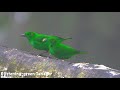 Cloud Forest Birds in Mashpi Lodge’s gardens in Ecuador