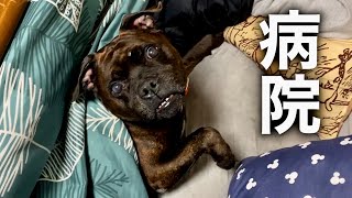 末っ子の妹がマダラを病院へ連れていく