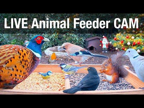 LIVE 4K Wild Animal & Bird Feeder Cam - Recke, Germany - Hedgehog & Bird Watching, 24/7, ASMR