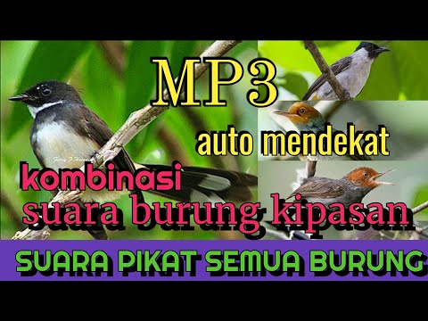  Download  Suara  Kombinasi Pikat Semua Jenis Burung Hits 