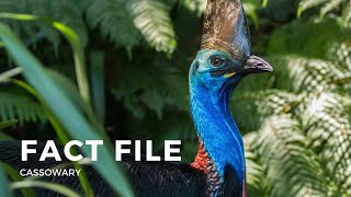 Facts about the Cassowary