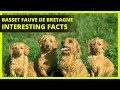 BASSET FAUVE DE BRETAGNE | Interesting facts you might not know about the Basset Fauve De Bretagne