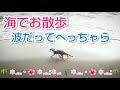 ﾐｰｱｷｬｯﾄ　海で可愛いお散歩🐾テケテケ🦀