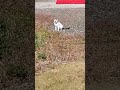懐旧、舟木一夫さん「恋のホロッポ」。尻尾が可愛いい🐱ちゃん見つけました〜