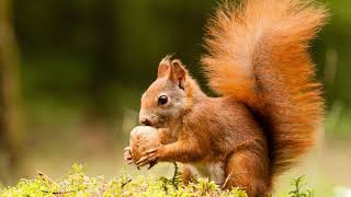 Squirrel Sound Effect in HD Quality