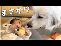 【感動!】初めて妹のおもちゃを見た超大型犬の反応が泣けました、、、|グレートピレニーズ
