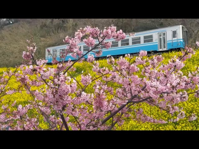 2025/03/12 河津桜も満開 超超超超超撮り頃です！ 閏住の菜の花畑 その