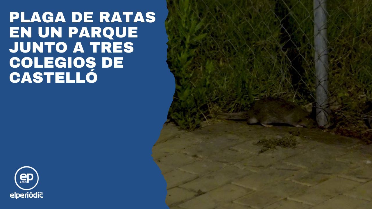Plaga de ratas en un parque junto a tres colegios de Castelló - YouTube